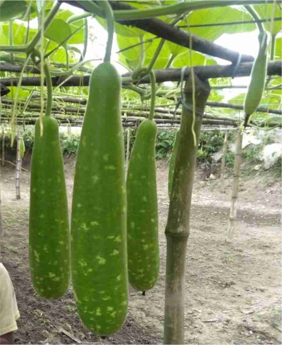 Bali (Hybrid)